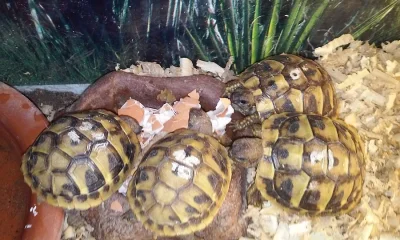 Želva zelenavá - testudo hermanni
