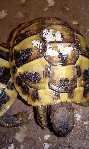 Želva zelenavá - testudo hermanni