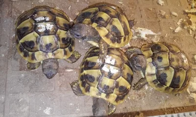 Želva zelenavá - testudo hermanni