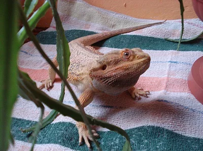 Prodám Agamy vousaté