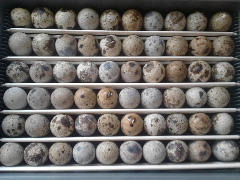 VEJCE KŘEPELKY JAPONSKÉ NOSNÉ