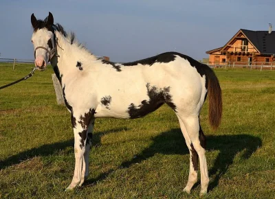 Paint horse klisna