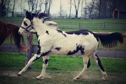 Paint horse klisna