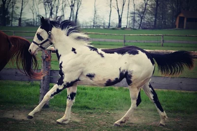Paint horse klisna