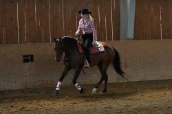 Quarter horse klisna
