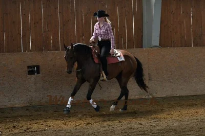 Quarter horse klisna