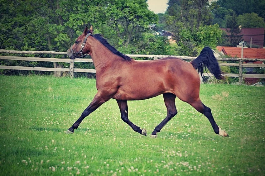 Quarter horse klisna