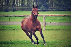 Quarter horse klisna