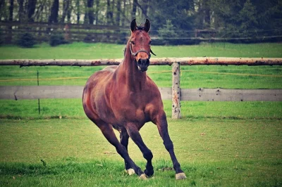 Quarter horse klisna