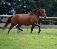 Quarter horse klisna