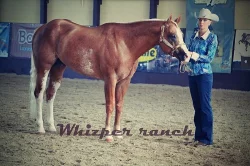 Připouštění hřebcem Classic Western Art