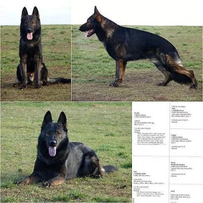 Německý ovčák s PP - ihned k odběru