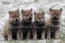 Československý vlčák s PP