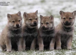 Československý vlčák s PP