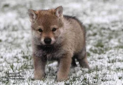 Československý vlčák s PP