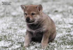 Československý vlčák s PP