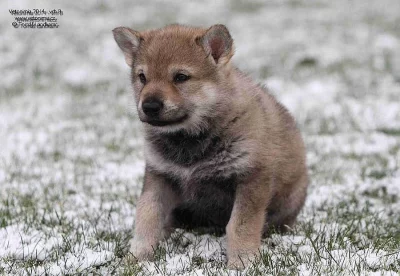 Československý vlčák s PP