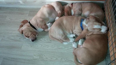 Štěňata basset hound s PP