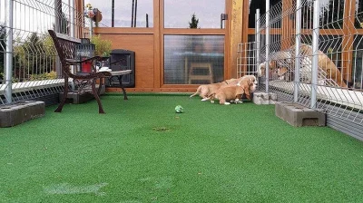 Štěňata basset hound s PP