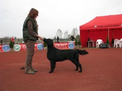Flat Coated Retrievera s PP