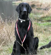 Flat Coated Retrievera s PP