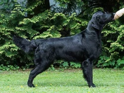 Flat Coated Retrievera s PP