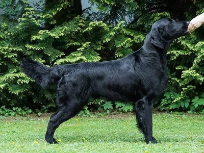 Flat Coated Retrievera s PP