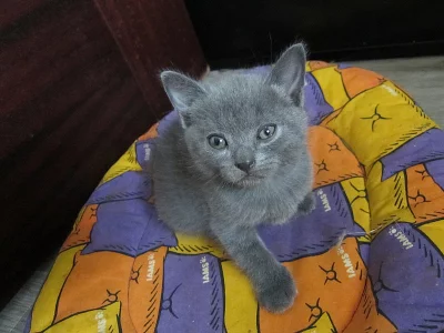 Prodám kartouzské kotě