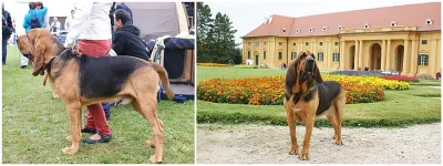 Prodej štěňat bloodhound