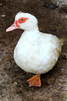 Saské, ruánské a čínské kachny