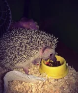 Ježek bělobřichý