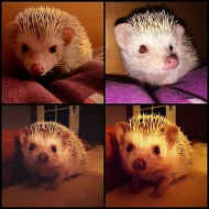 Ježek bělobřichý