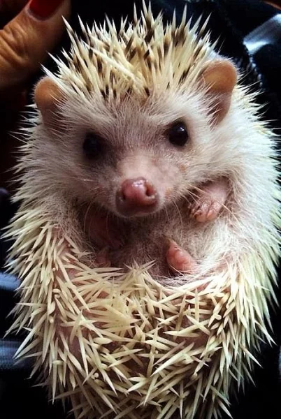 Ježek bělobřichý