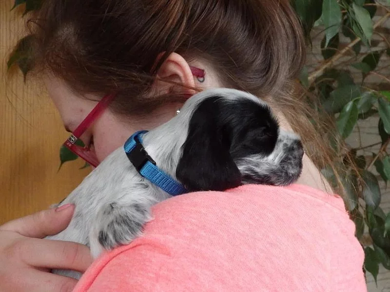 Anglický kokršpaněl vícebarevný