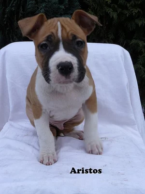 Štěňata AST s PP ihned k odběru