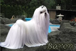 Maltézáček - Maltézský psík s průkazem původu