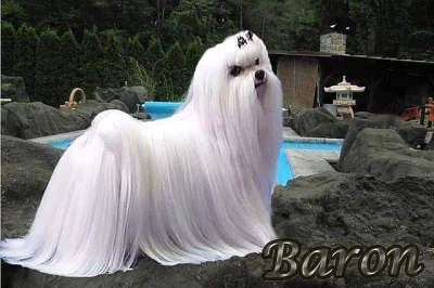 Maltézáček - Maltézský psík s průkazem původu