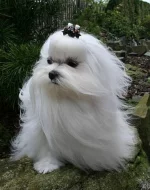 Maltézáček - Maltézský psík s průkazem původu