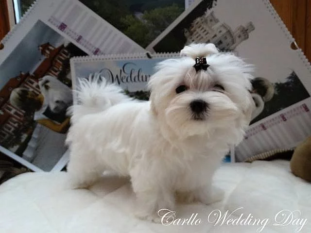 Maltézáček - Maltézský psík s průkazem původu