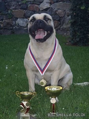 Prodám štěňata Mallorské dogy s PP