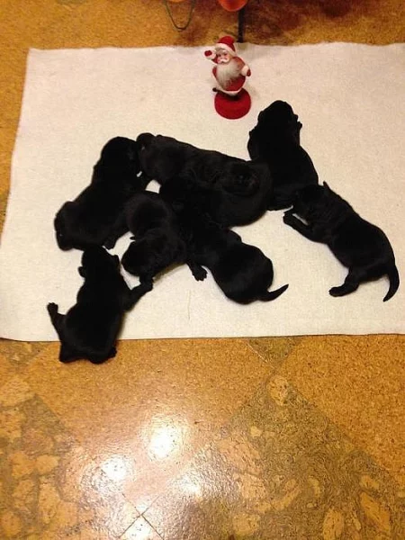 Štěňátka labradorský retrívr