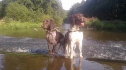 Štěňata Malého münsterlandského ohaře - MMO