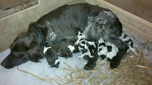 Štěňata Malého münsterlandského ohaře - MMO