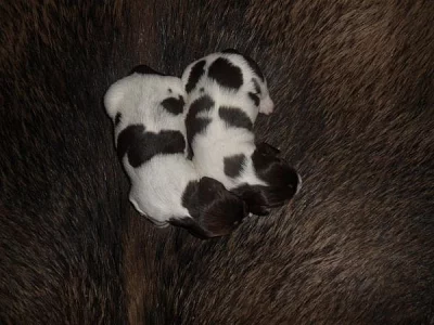 Štěňata Malého münsterlandského ohaře - MMO