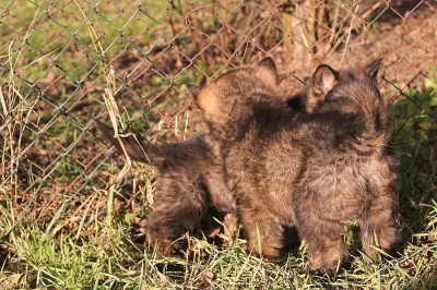 Štěňata NO - pes i fena