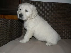 Zlatý retrívr - golden retriever s PP