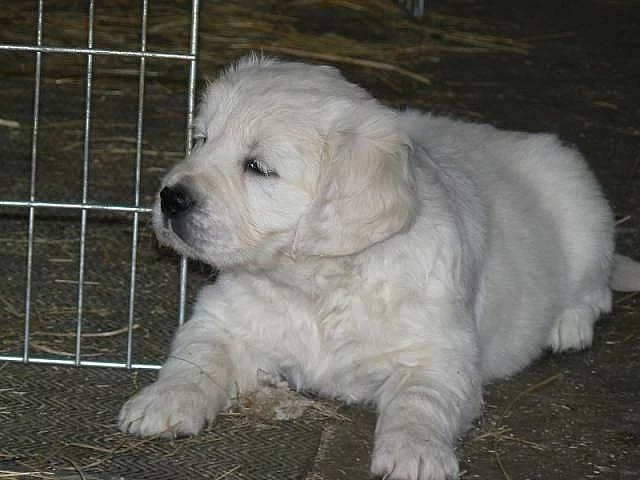 Zlatý retrívr - golden retriever s PP