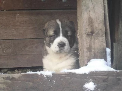 Středoasijský ovčák