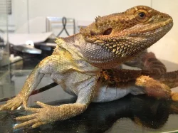 Agama vousatá 2 samci na páření