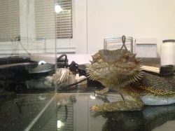 Agama vousatá 2 samci na páření